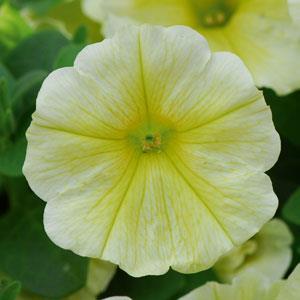 Petunia