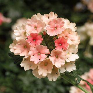 Verbena