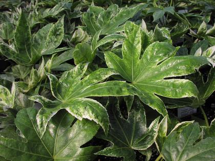 Fatsia