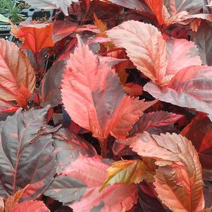 Acalypha Copper Leaf