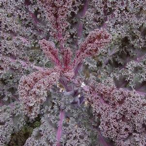 Kale Scarlet Curled