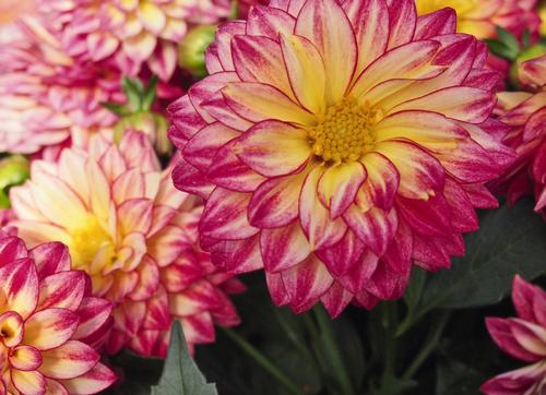 Dahlia