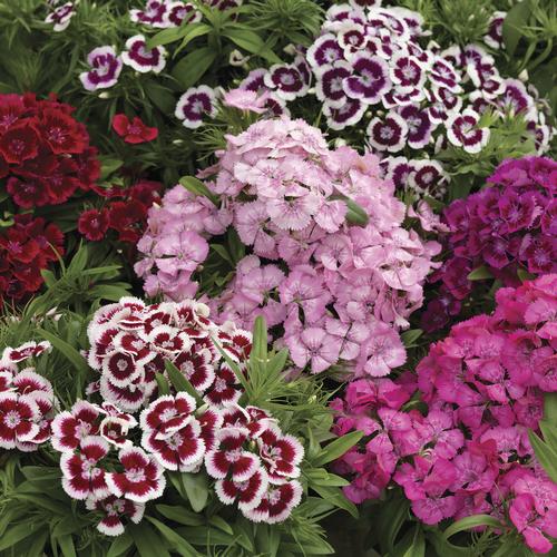 Dianthus diabunda