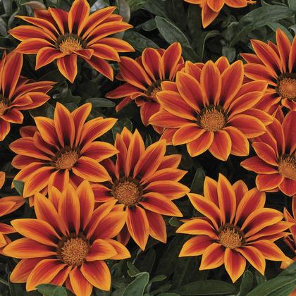 Gazania