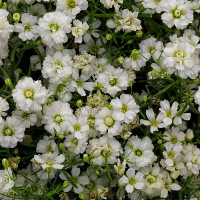 Gypsophila