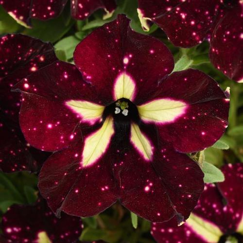 Petunia