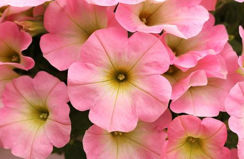 Petunia