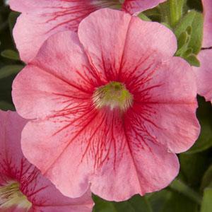 Petunia