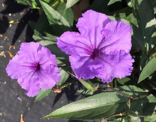 Ruellia