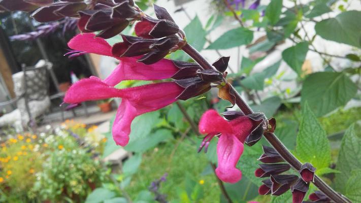 Salvia guaranitica