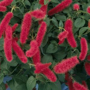 Acalypha Firetail Red