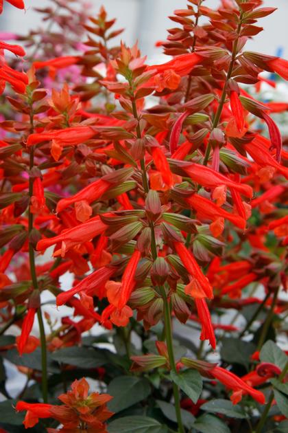 Salvia x
