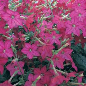 Nicotiana x sanderae Perfume Bright Rose