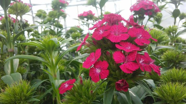 Dianthus
