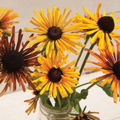 Rudbeckia hirta