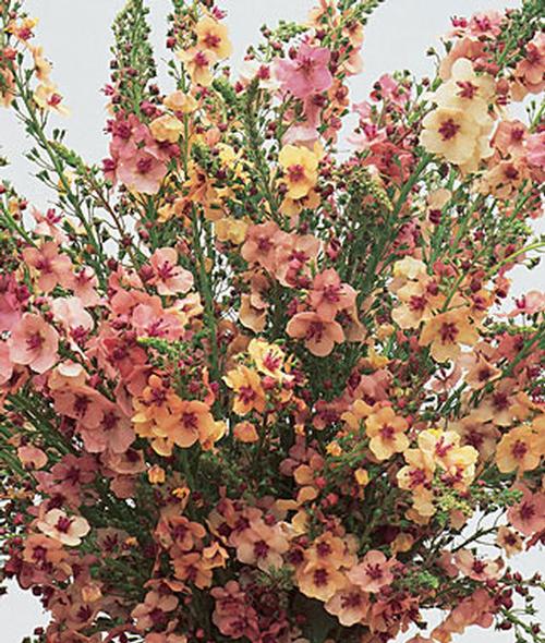 Verbascum