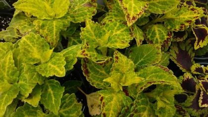 Coleus