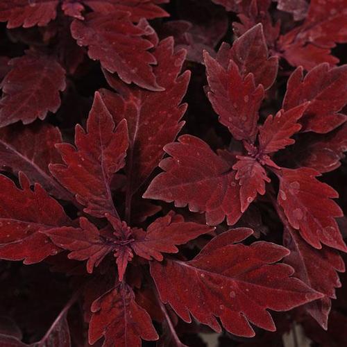 Coleus