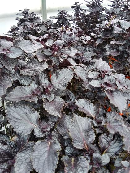 Coleus