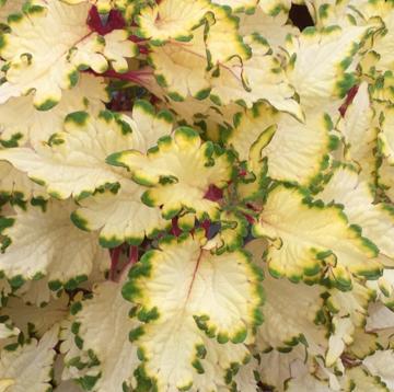 Coleus
