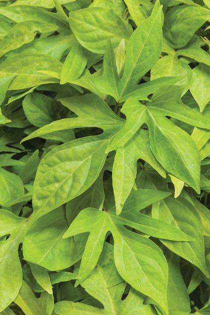 Ipomoea b
