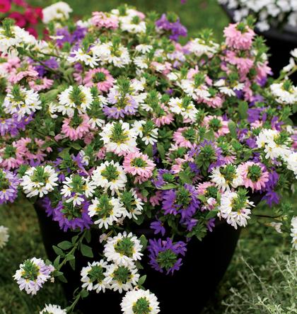 Scaevola