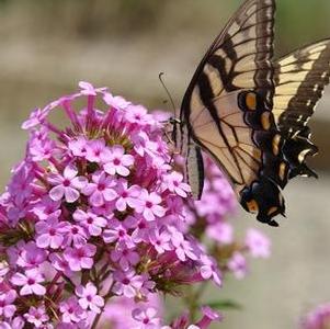 Phlox paniculata Jeana