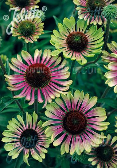 Echinacea purpurea