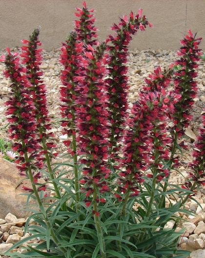 Echium amoenum