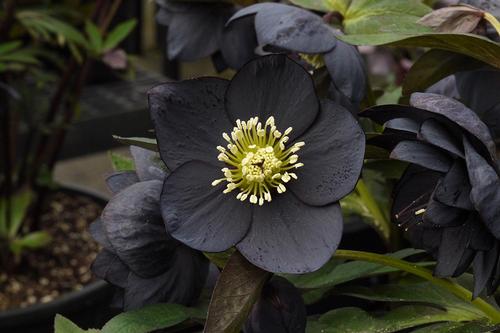 Helleborus