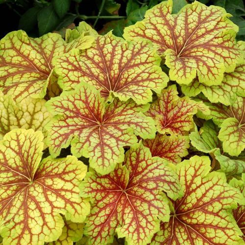 Heuchera