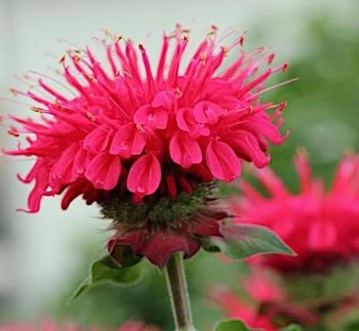 Monarda