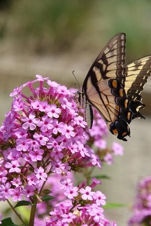 Photo courtesy of North Creek Nursery