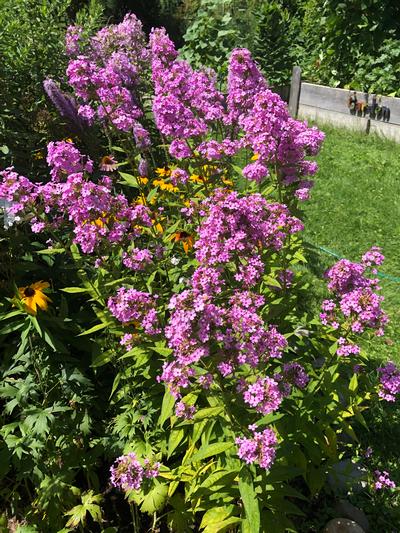 Phlox paniculata 'Jeana' - Garden Phlox from Rush Creek Growers