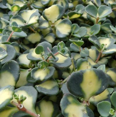 Sedum sieboldii