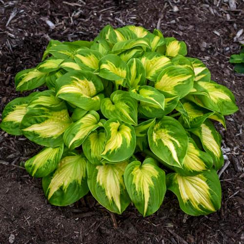 Hosta