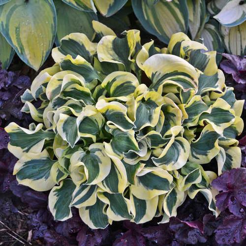 Hosta