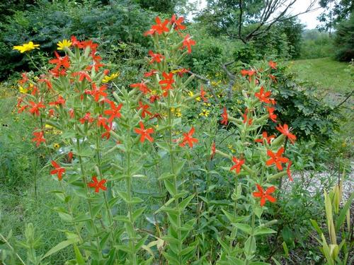 Courtesy Missouri Botanical Garden Plant Finder