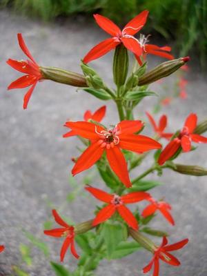 Courtesy Missouri Botanical Garden Plant Finder