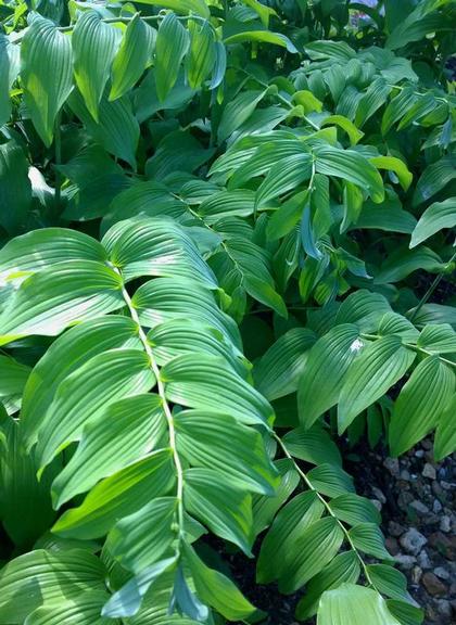 Polygonatum biflorum