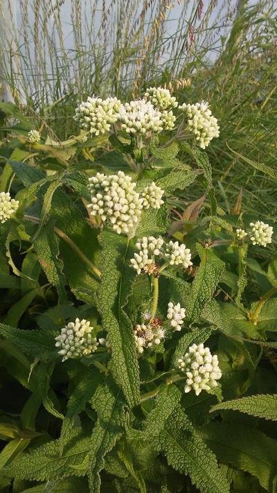 Eupatorium perfoliatum