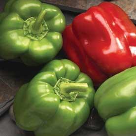 Pepper