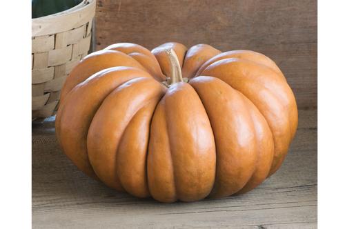 Pumpkin