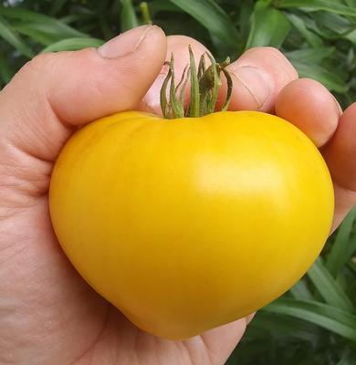 Tomato
