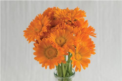 Calendula