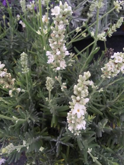 Lavender angustifolia 'Ellagance Snow' - from Rush Creek Growers