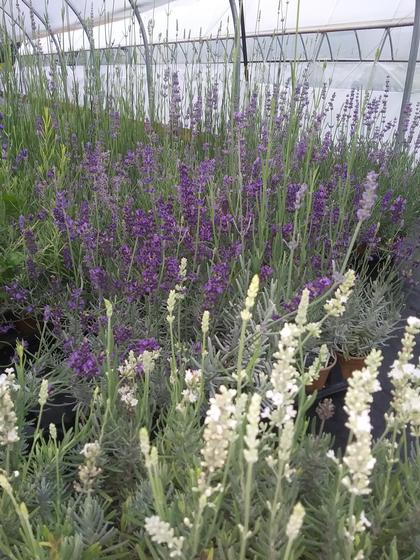 Lavender angustifolia 'Ellagance Snow' - from Rush Creek Growers