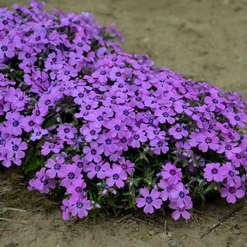 Phlox subulata