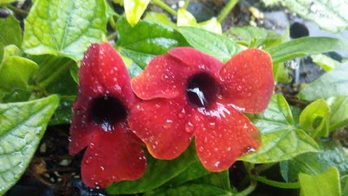 Thunbergia alata