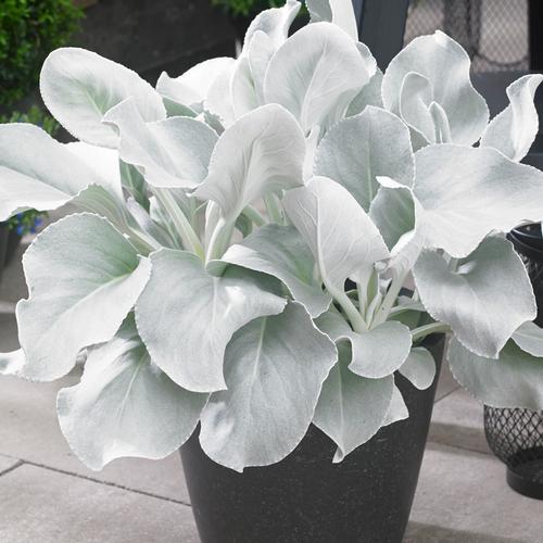 Senecio candicans